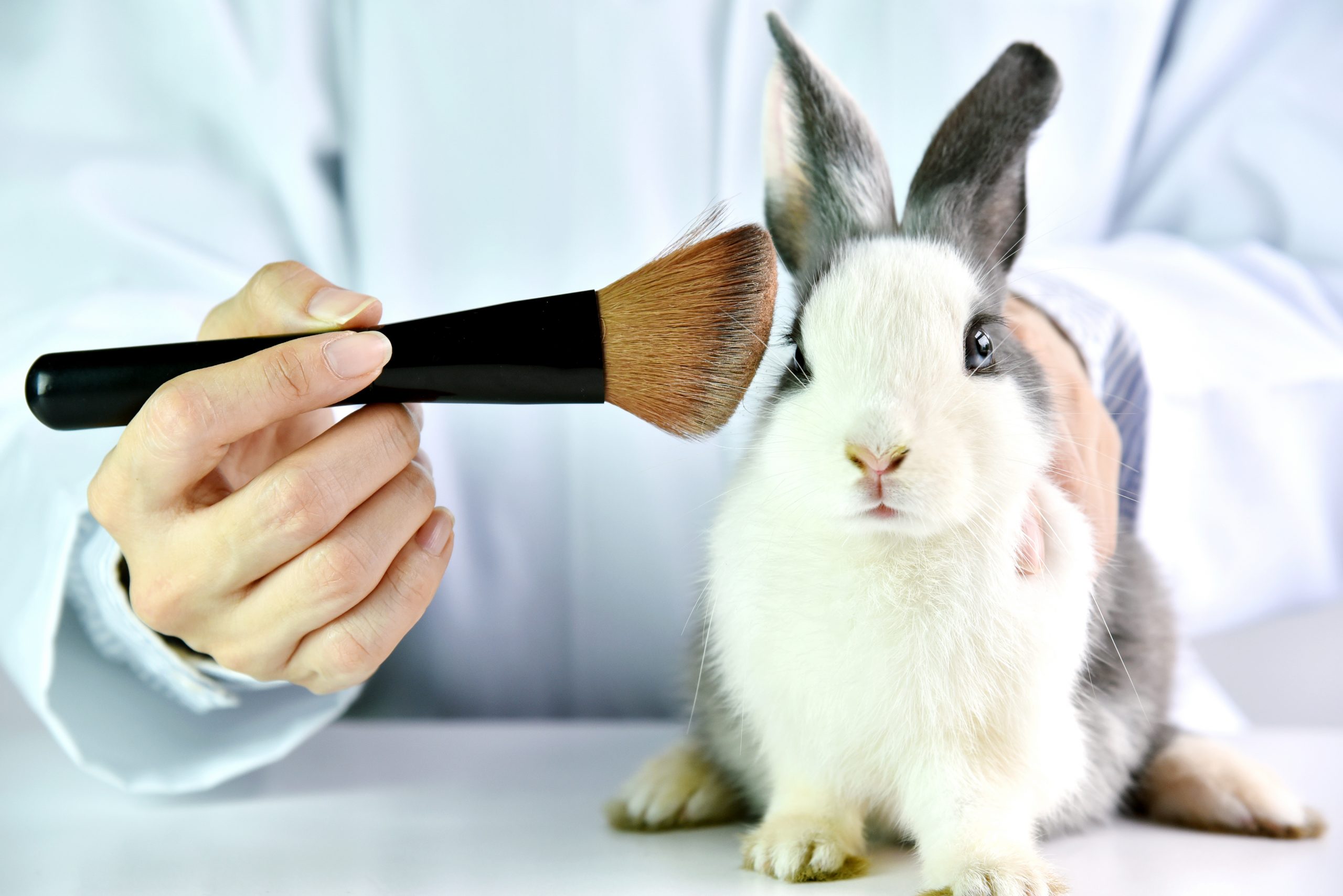 Build the Perfect Beauty Routine with Cruelty Free Makeup Products | ZM